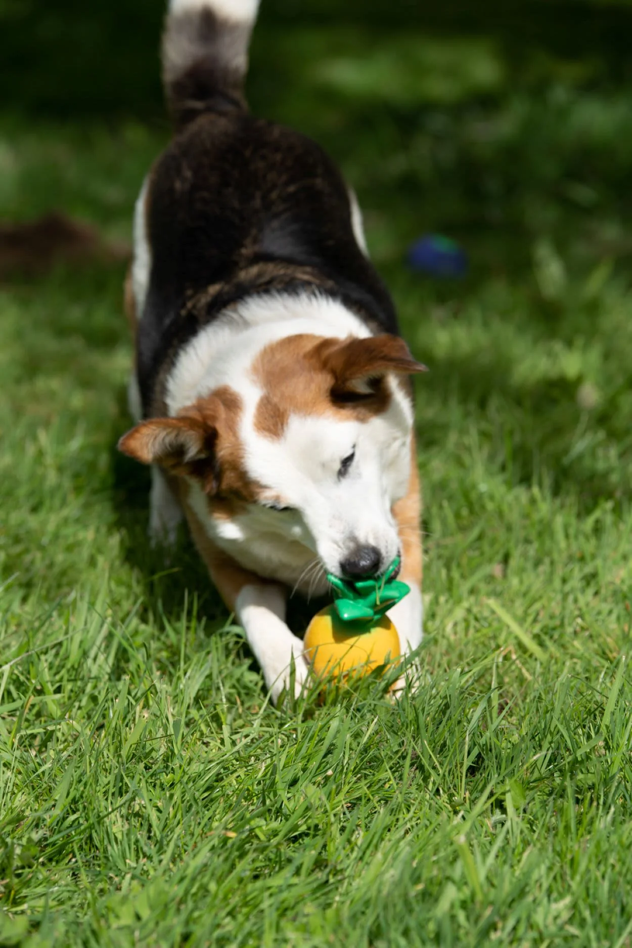 Petface Greenfingers Latex Perry Yellow Pineapple Dog Toy - Image 6