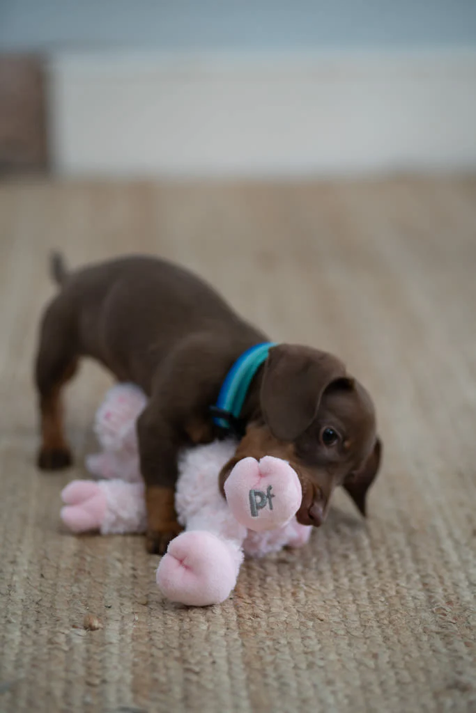 Petface Little Peony Pig Pink Plush Small Dog Toy - Image 7
