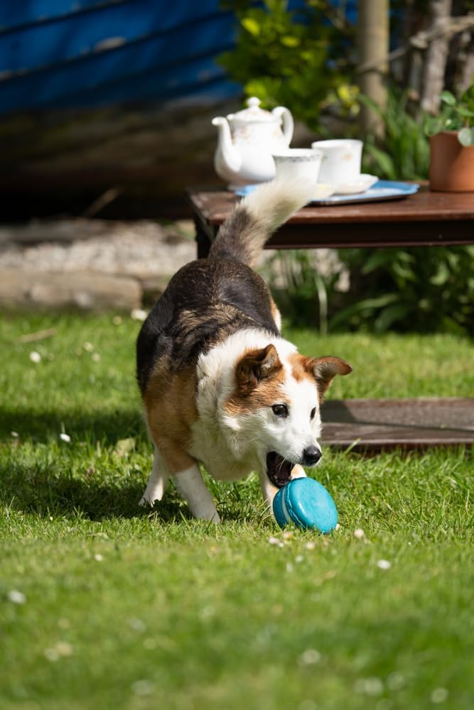 Petface Macaron Latex Blue Dog Toy - Image 4