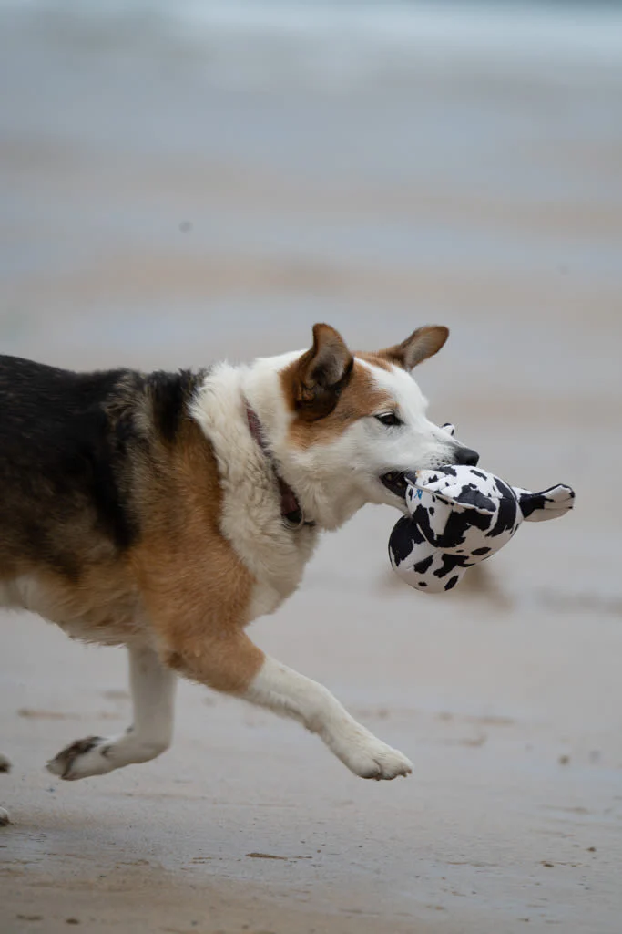 Petface Planet Ocean Cycle Sienna Seal Plush Black & White Dog Toy - Image 7