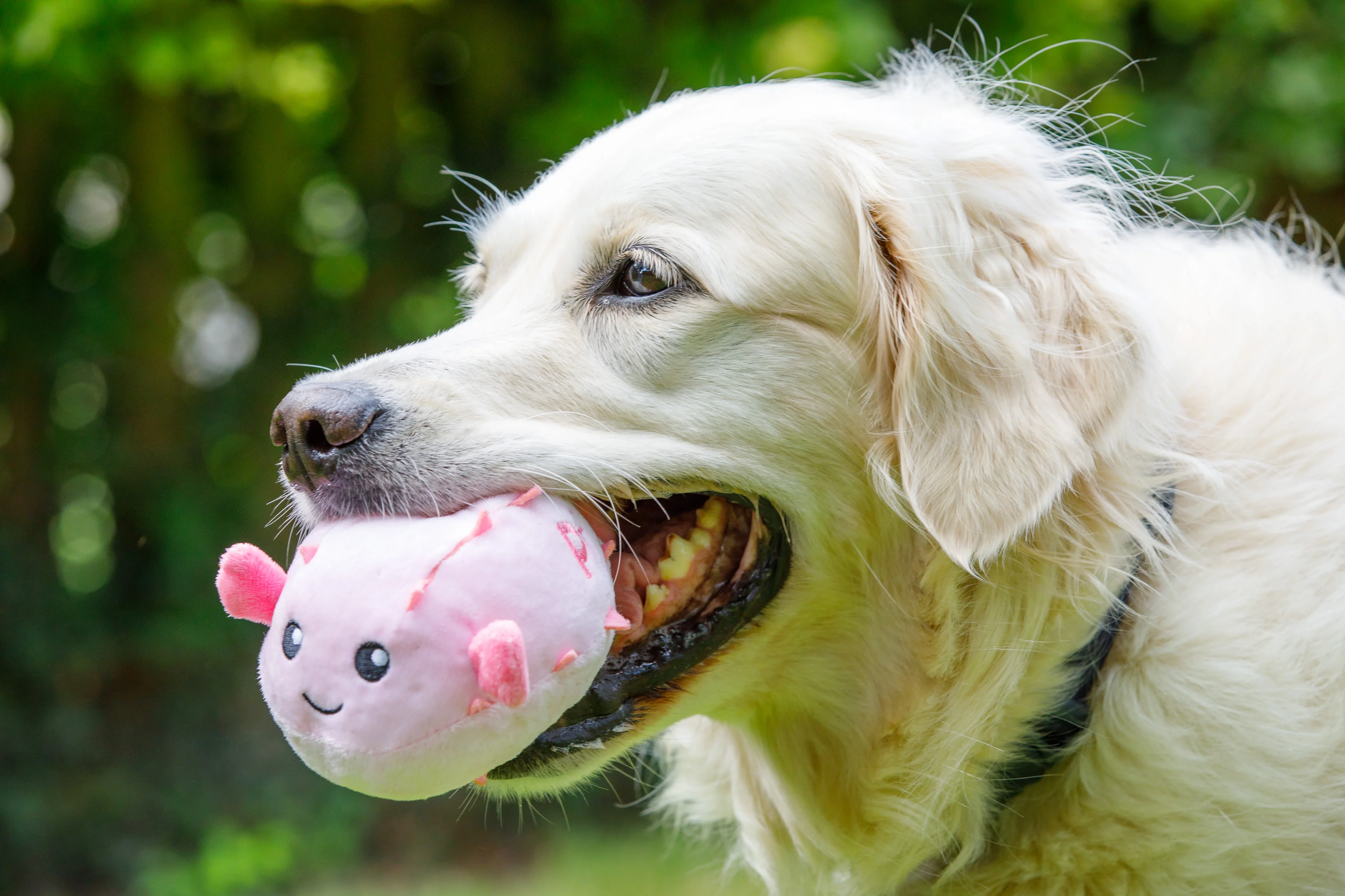 Petface Planet Pippa Puffer Fish Plush Pink Dog Toy - Image 4