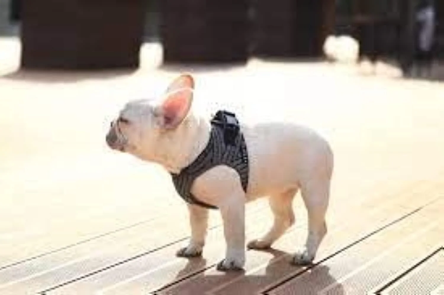 Petkit Air Fly Dog Harness - Image 5