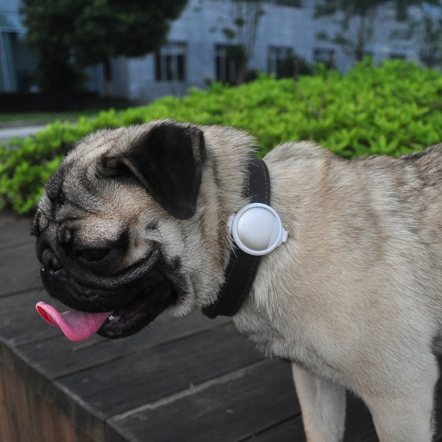 Petkit P2 Smart Activity Monitor Gold For Dog & Cat - Image 2