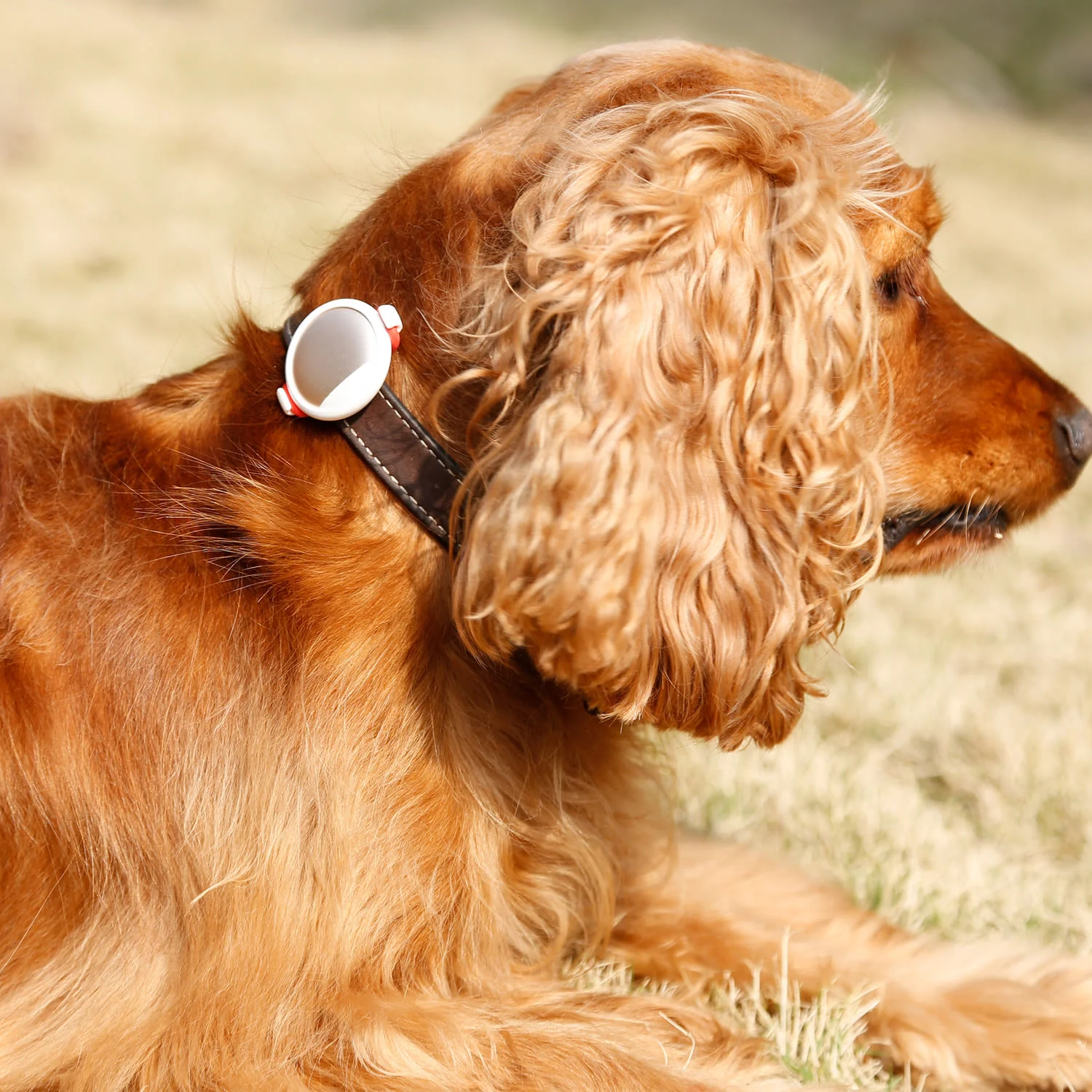 Petkit P2 Smart Activity Monitor Gold For Dog & Cat - Image 5