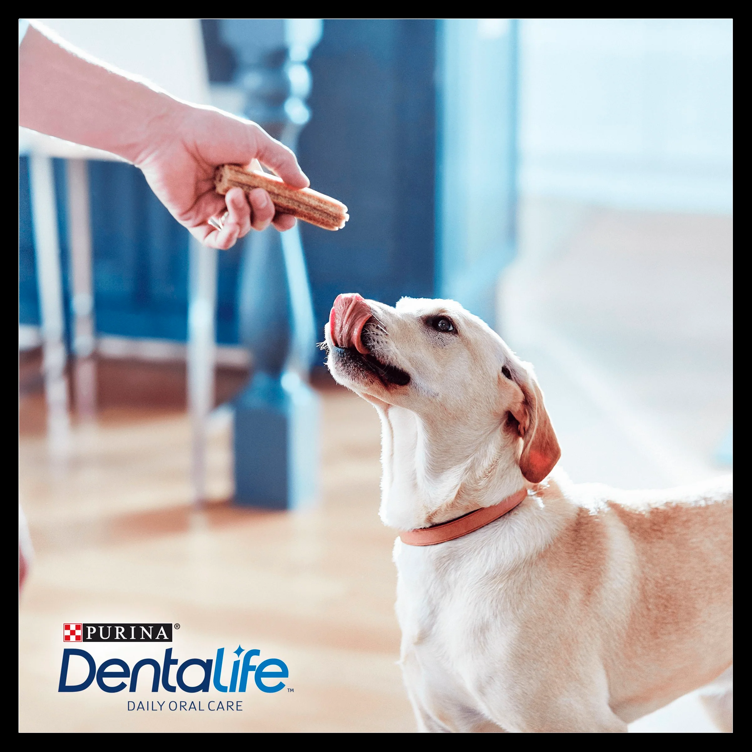 Purina Dentalife Daily Larger Dog Chews Treat - Image 8