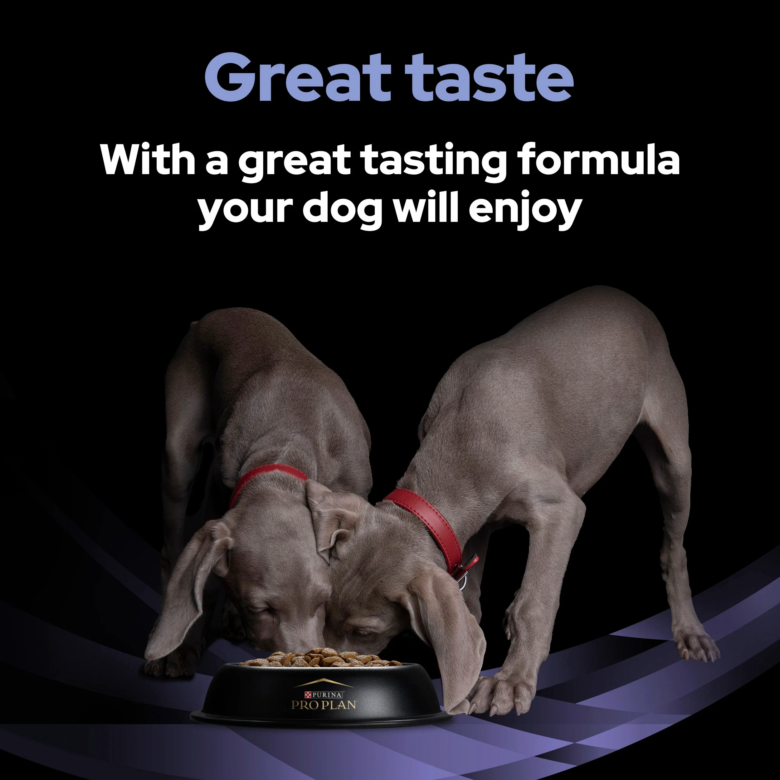 Purina Pro Plan FortiFlora Dog Probiotic Sachet - Image 10