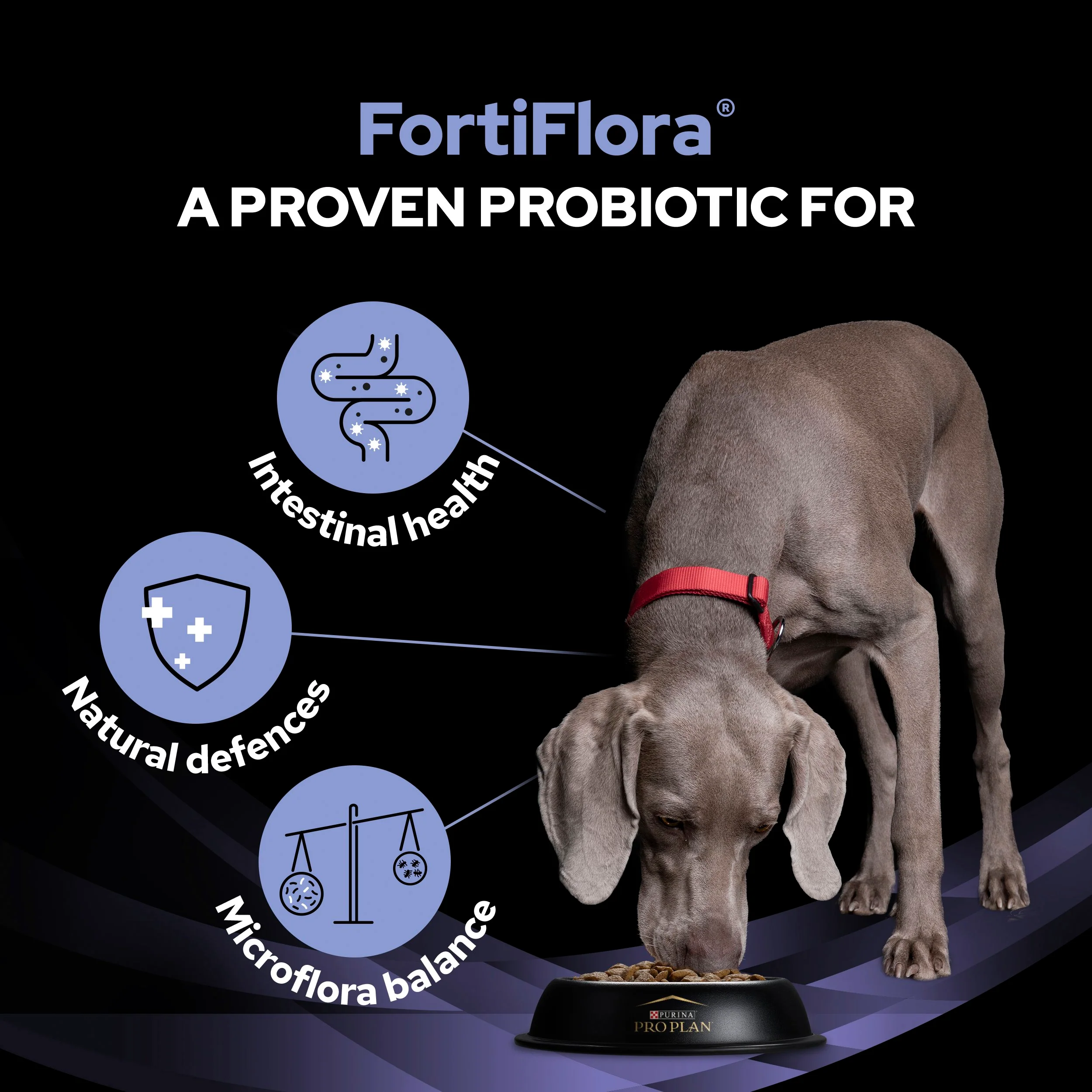 Purina Pro Plan FortiFlora Dog Probiotic Sachet - Image 4