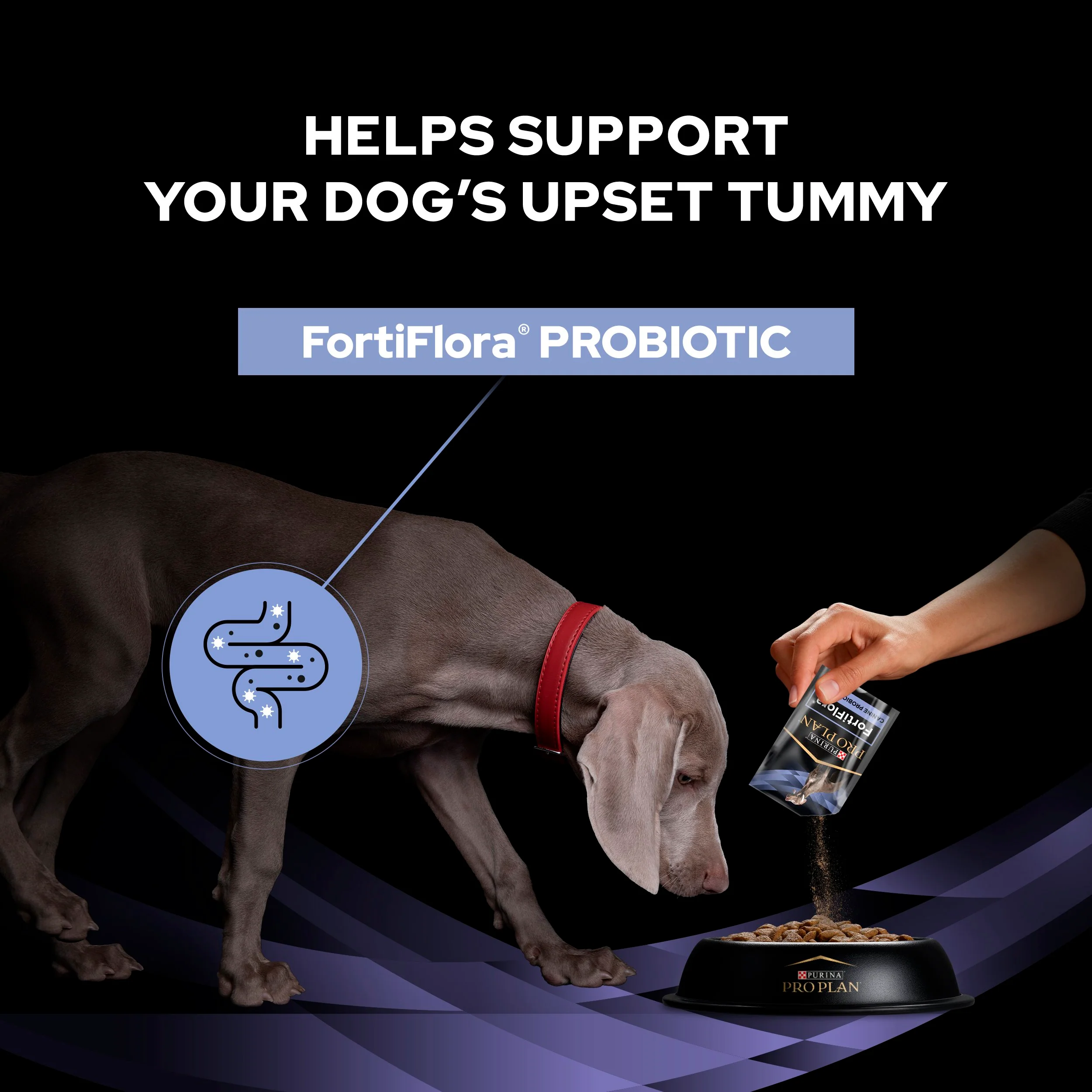 Purina Pro Plan FortiFlora Dog Probiotic Sachet - Image 5