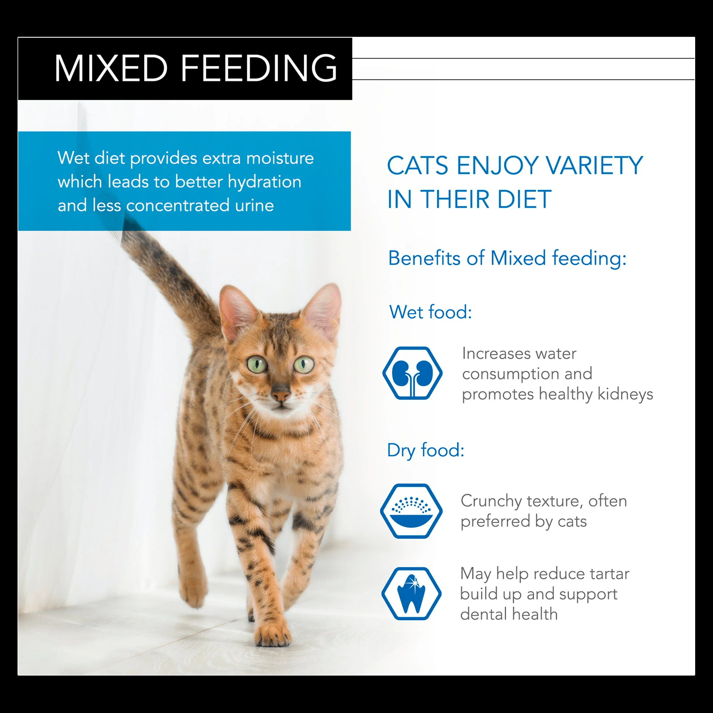 Pro Plan NutriSavour Kitten Turkey - Image 3