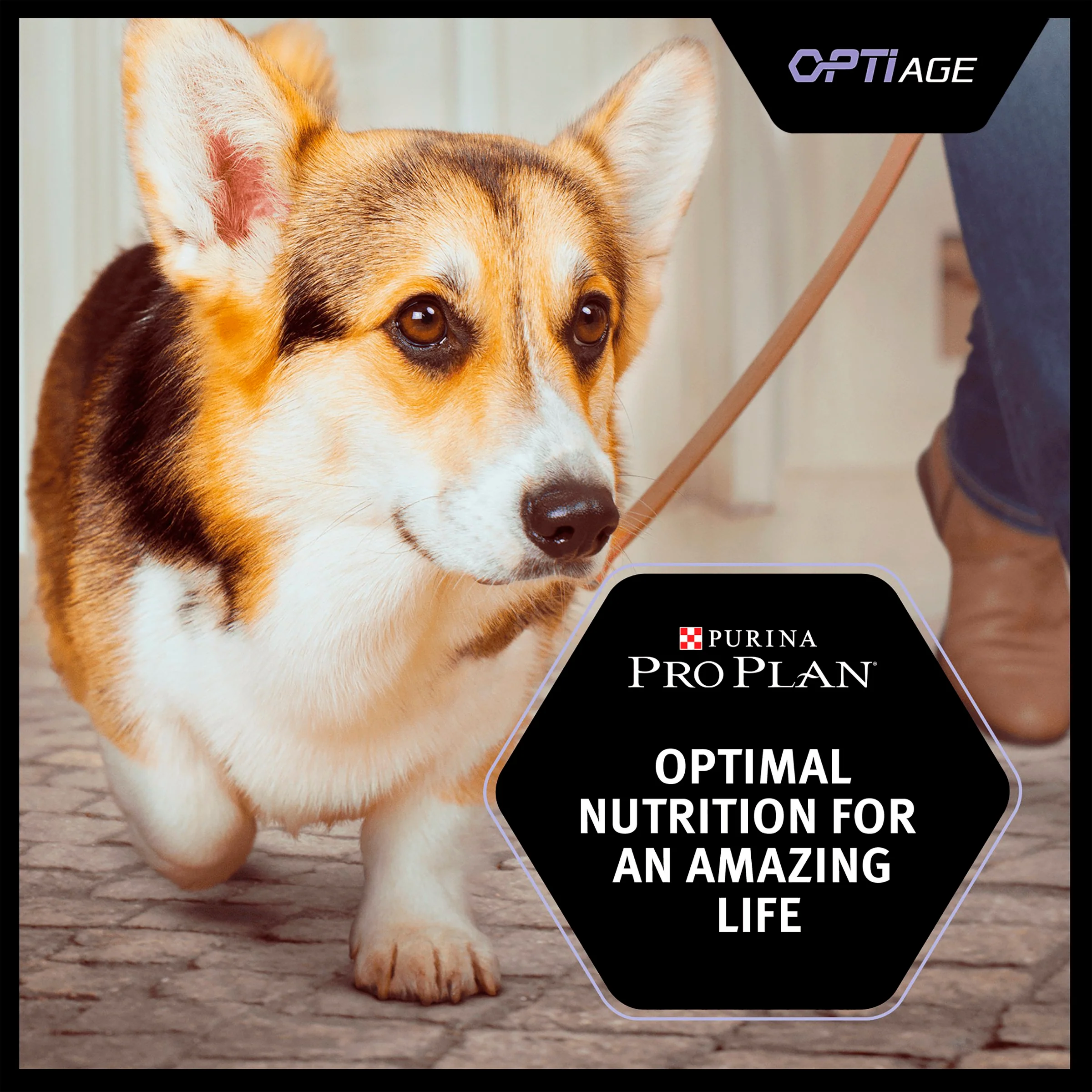Purina Pro Plan Opti Age Medium & Large Adult 7+ Dry Dog Food - Chicken - Image 7