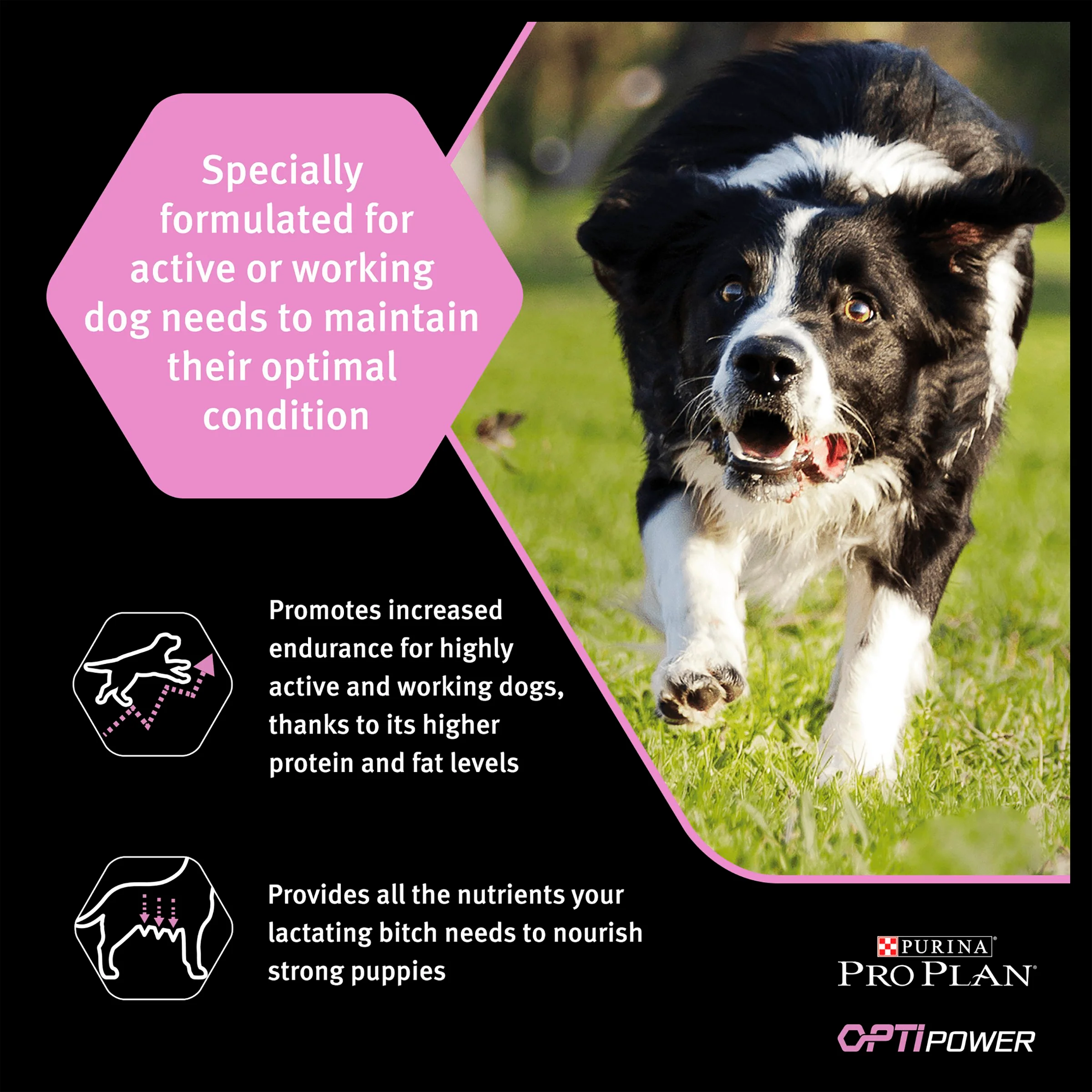 Purina Pro Plan Opti Power Performance Adult Dry Dog Food - Chicken - Image 2
