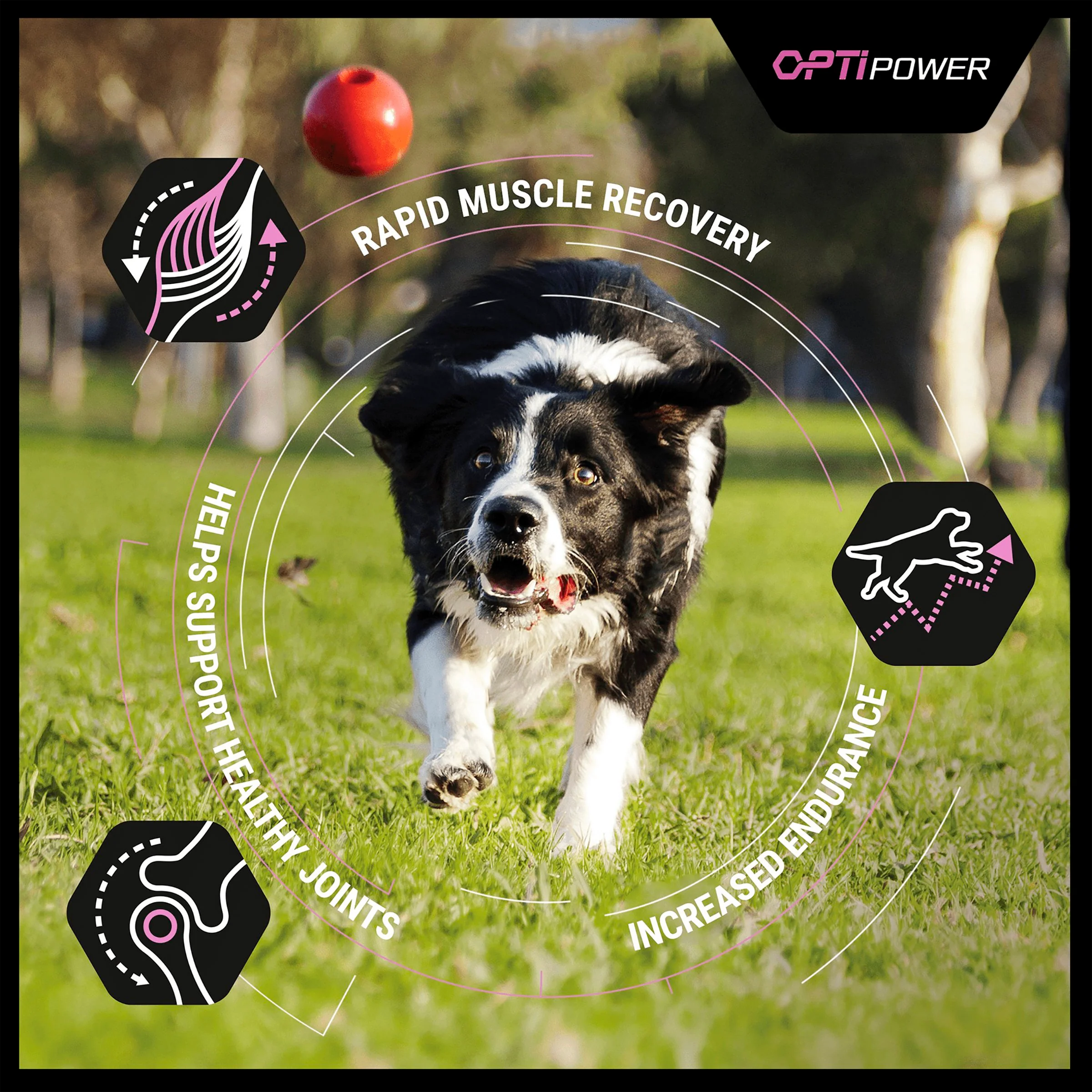 Purina Pro Plan Opti Power Performance Adult Dry Dog Food - Chicken - Image 3