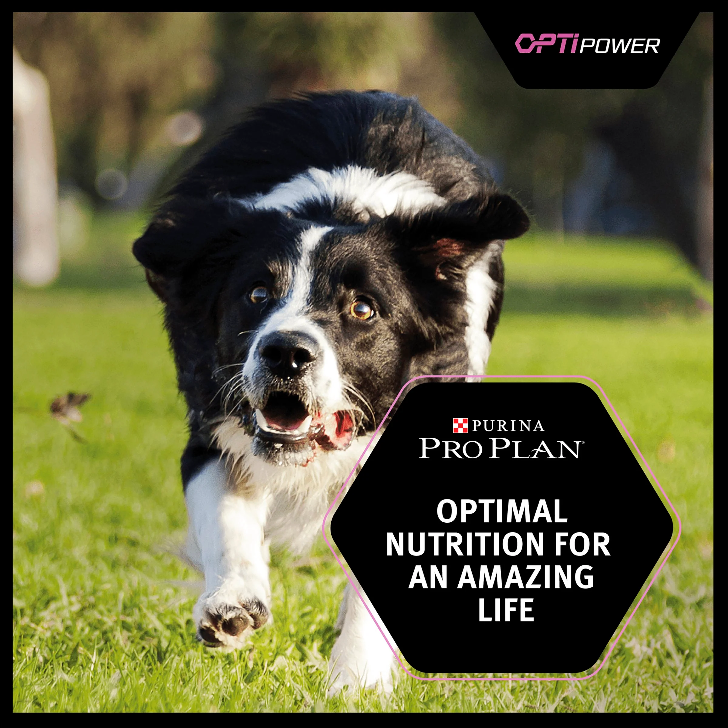 Purina Pro Plan Opti Power Performance Adult Dry Dog Food - Chicken - Image 5