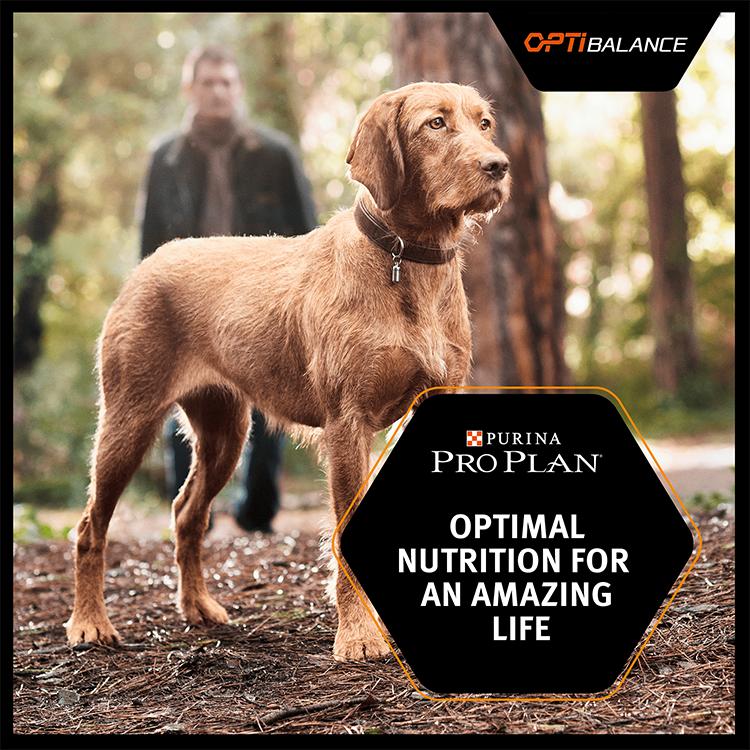 Purina Pro Plan Small & Mini Everyday Nutrition Dry Dog Food - Chicken - Image 4