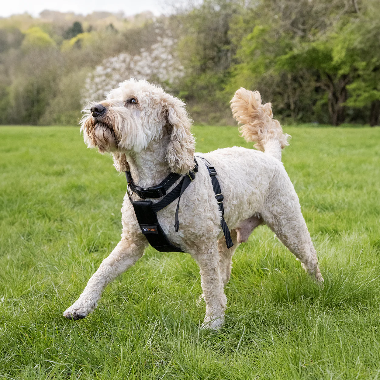 Rac 2 in 1 Max Chest Pet Car Harness - Image 4