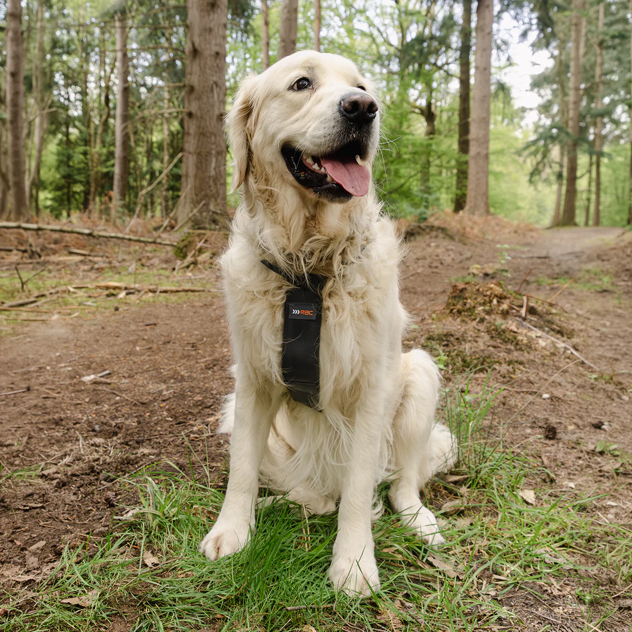 Rac 2 in 1 Max Chest Pet Car Harness - Image 5