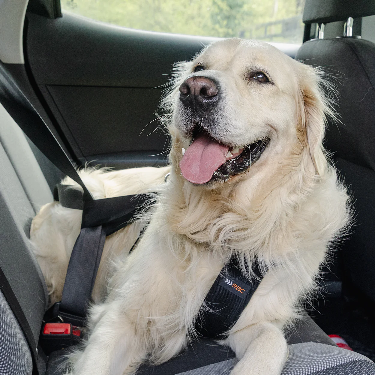 Rac 2 in 1 Max Chest Pet Car Harness - Image 10