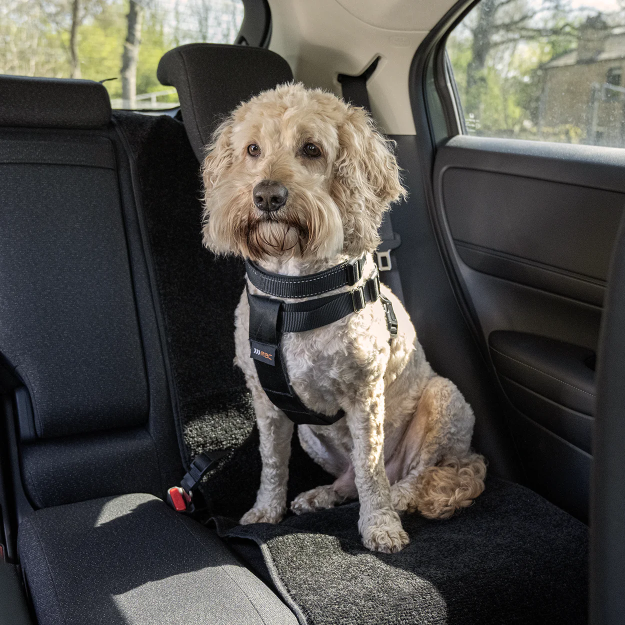 Rac 2 in 1 Max Chest Pet Car Harness - Image 3