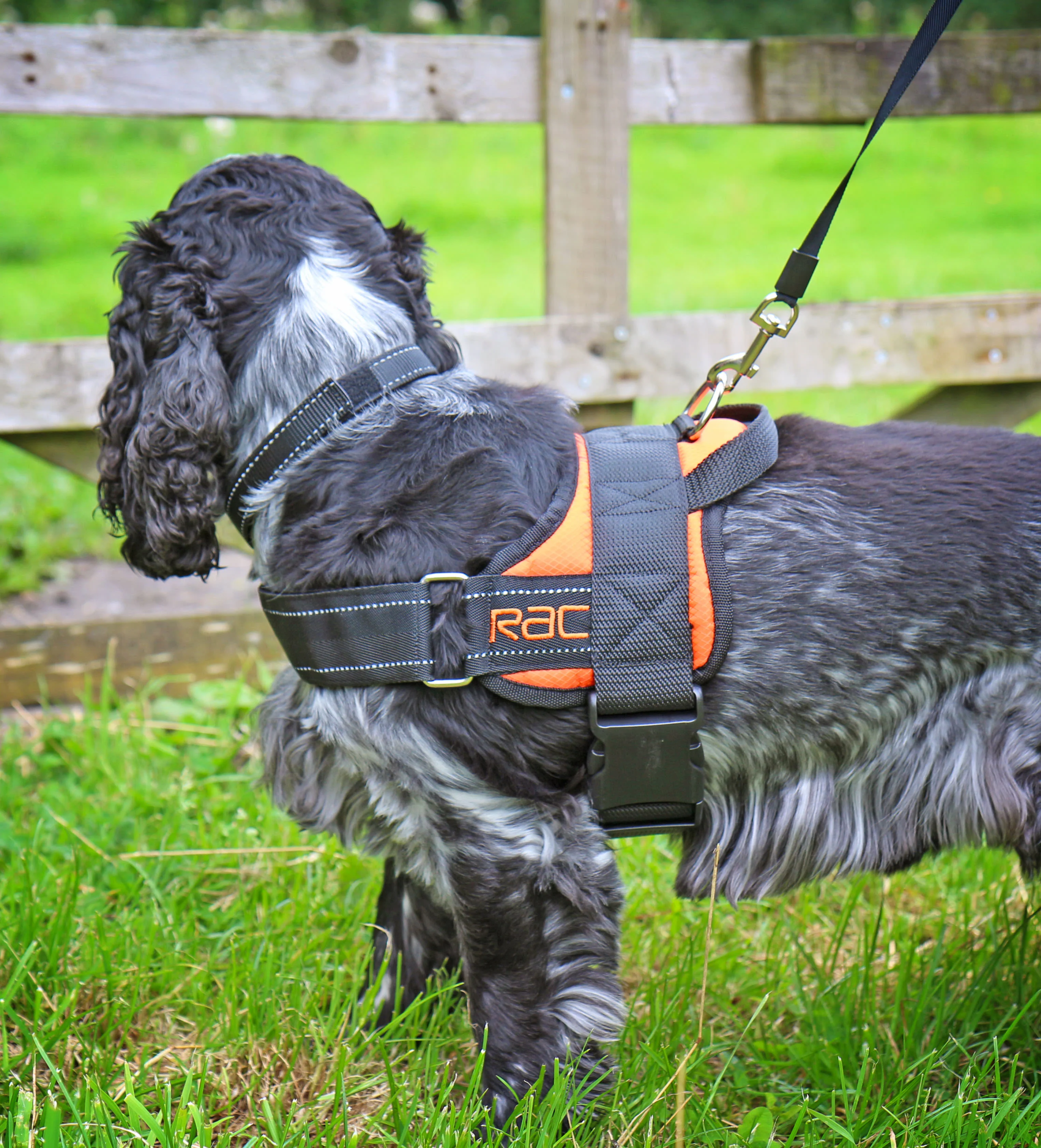 Rac Advanced Polyster Walking Dog Harness - Image 2