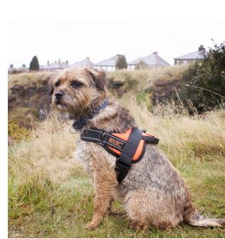 Rac Advanced Polyster Walking Dog Harness - Image 3