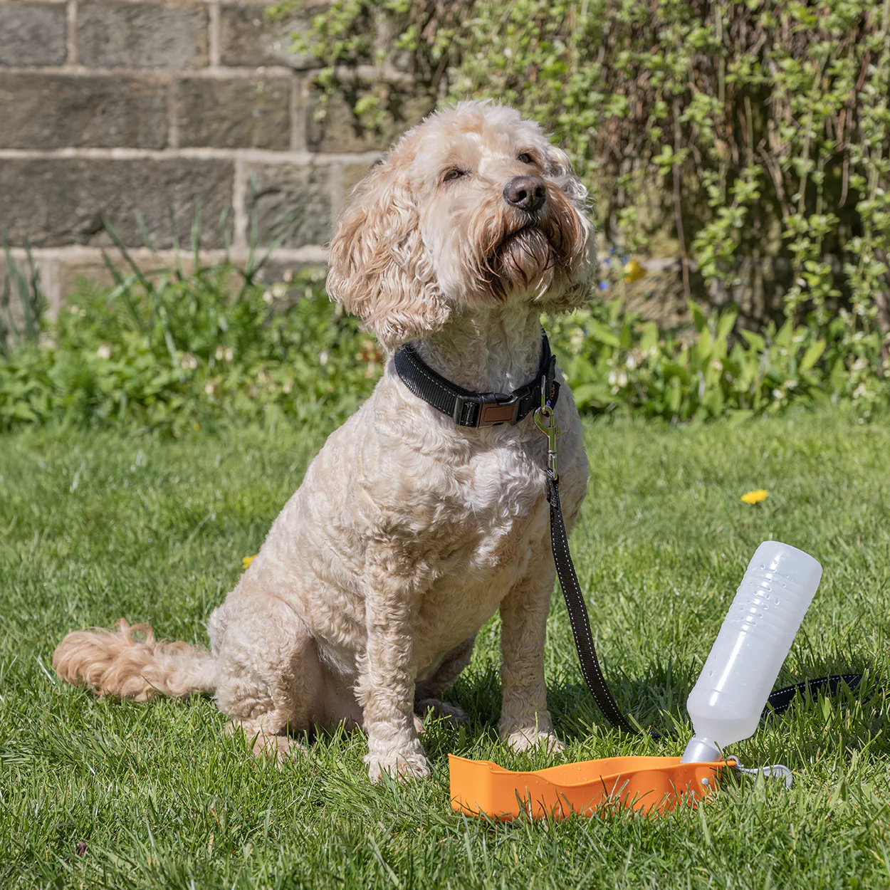 Rac Travel Plastic Dog Water Bottle - Image 6