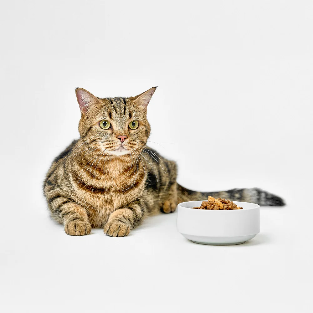 Real Simplicity Grain Free Kibble Farm Raised Chicken Adult Dry Cat Food - Image 5