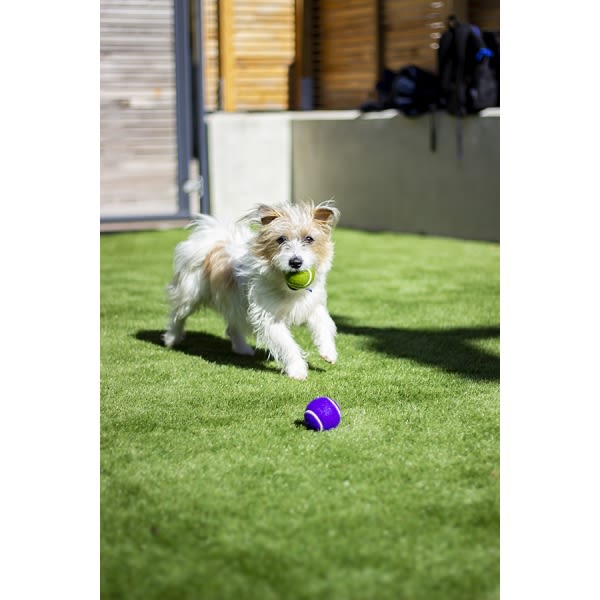 Rosewood Battersea Squeaky Tennis Balls Dog Toy - Image 4