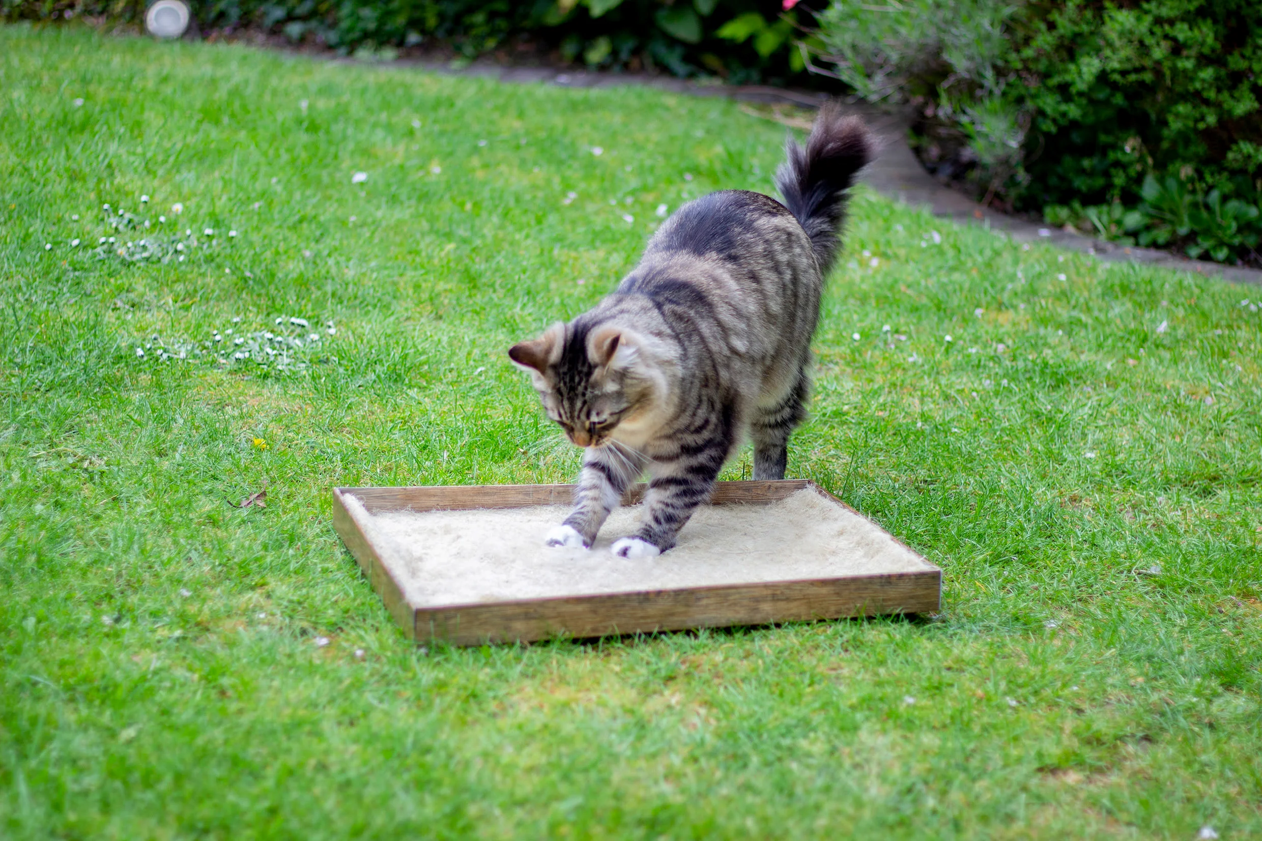 Rosewood Cat Naturals Activity Carpet - Image 3