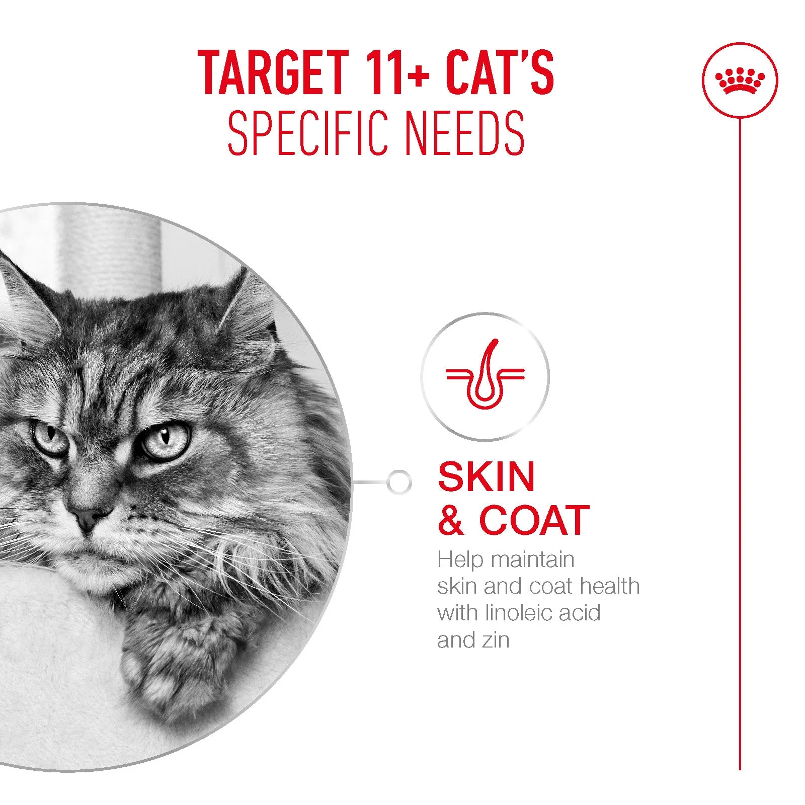 Royal Canin Ageing 11+ Senior Dry Cat Food - Image 4