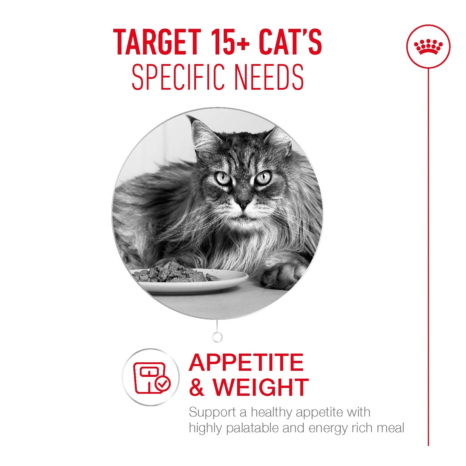 Royal Canin Ageing 15+ Senior Dry Cat Food - Image 3