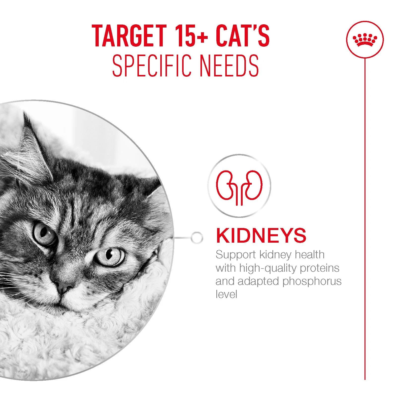 Royal Canin Ageing 15+ Senior Ultra Soft Mousse Can Wet Cat Food - Image 3