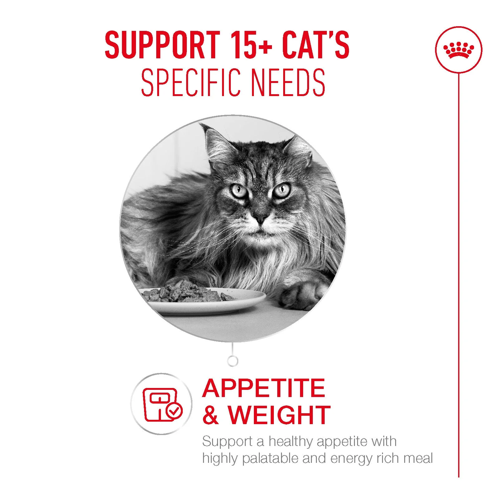 Royal Canin Ageing 15+ Senior Ultra Soft Mousse Can Wet Cat Food - Image 4