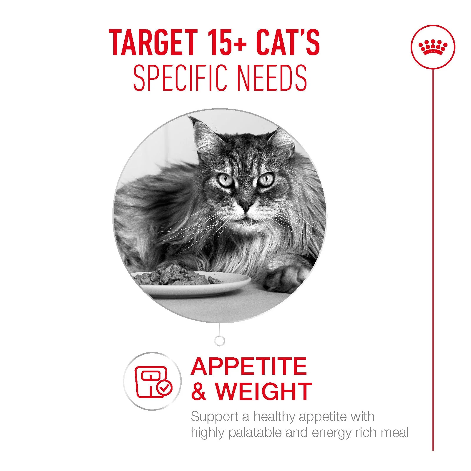 Royal Canin Ageing 15+ Senior Wet Cat Food Chunks In Gravy - Image 4
