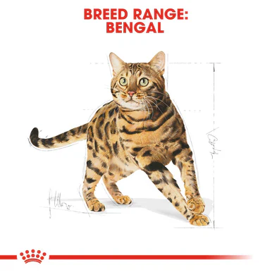 Royal Canin Bengal Adult Dry Cat Food - Image 3
