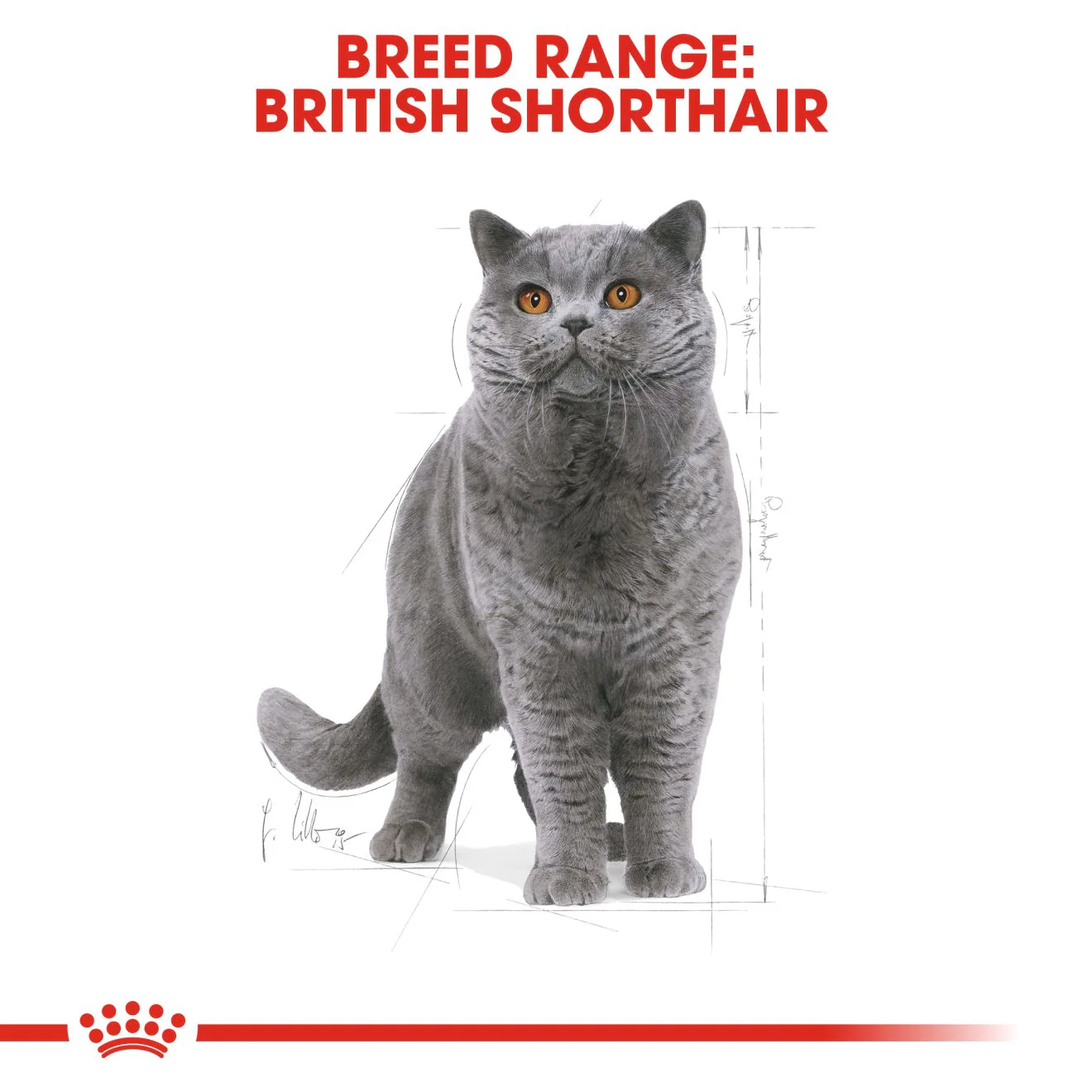 Royal Canin British Shorthair Adult Dry Cat Food - Image 4