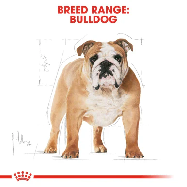 Royal Canin Bulldog Adult Dry Dog Food - Original - Image 3