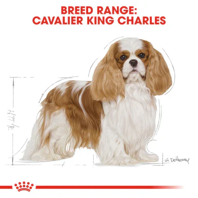 Royal Canin Cavalier King Charles Adult Dry Dog Food - Image 3