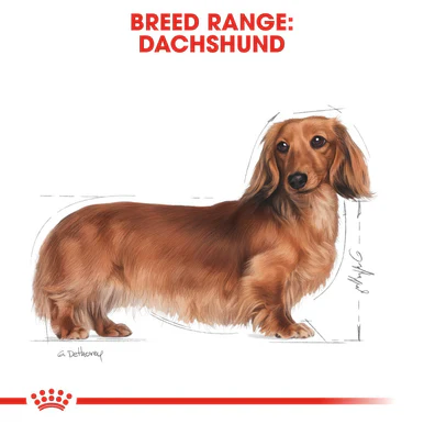 Royal Canin Dachshund Adult Wet Dog Food - Image 3
