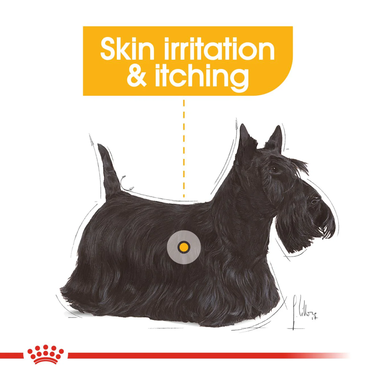 Royal Canin Dermacomfort Care Adult Wet Dog Food - Image 3
