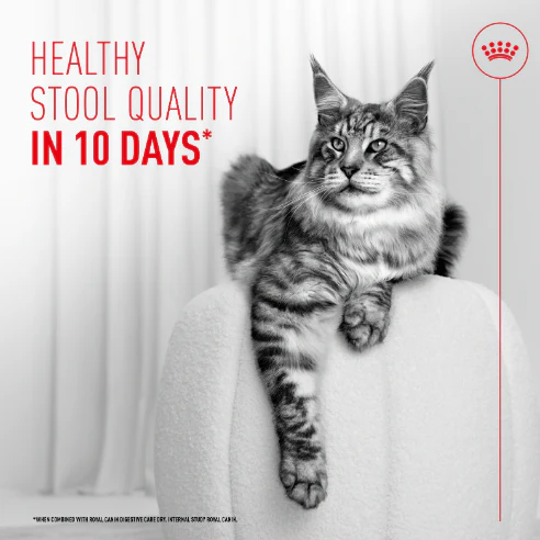 Royal Canin Digestive Care Airlift Mousse Adult Wet Cat Food - Image 2