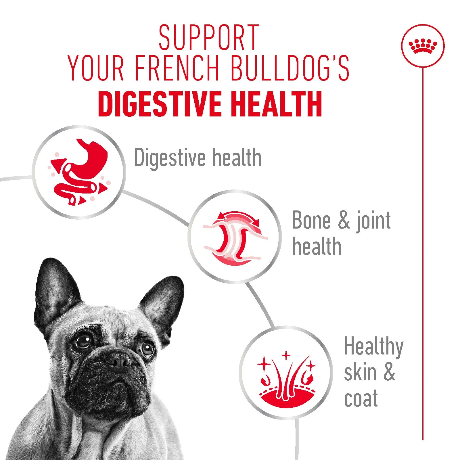 Royal Canin French Bulldog Adult Wet Dog Food - Image 5