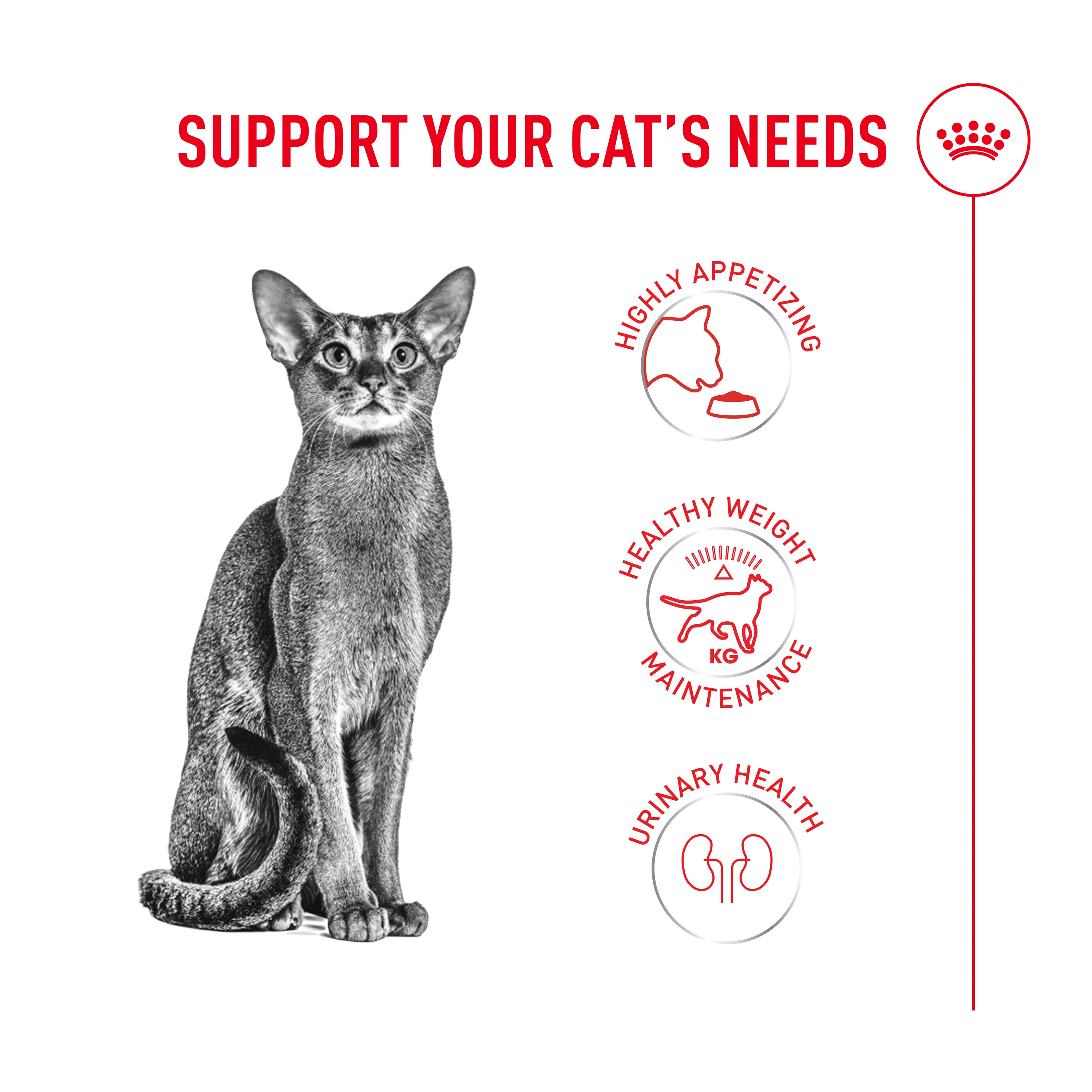 Royal Canin Fussy Adult Dry Cat Food - Image 4
