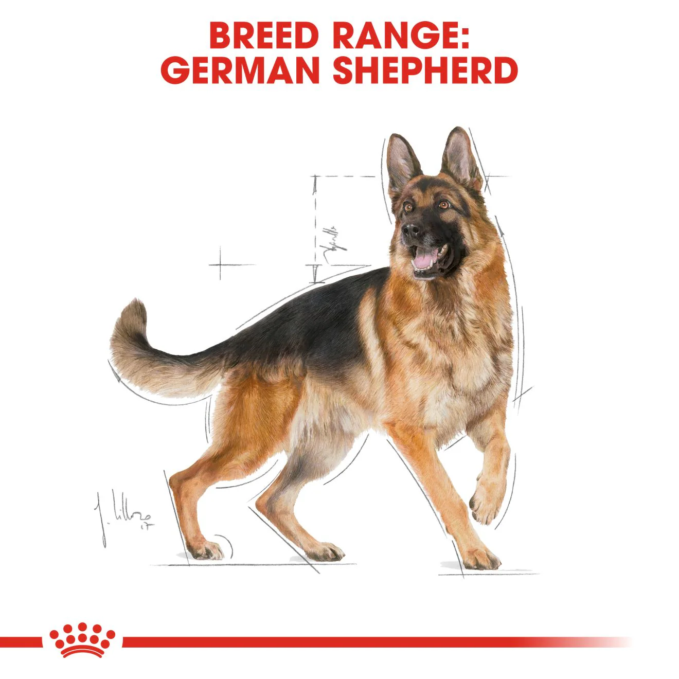 Royal Canin German Shepherd Adult Dry Dog Food - 15kg - Image 2