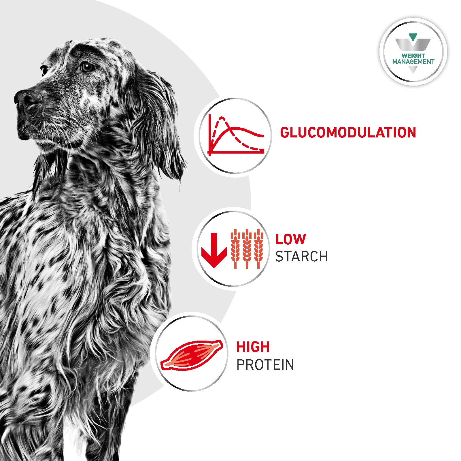 Royal Canin Glycobalance Adult Dry Dog Food - Image 5
