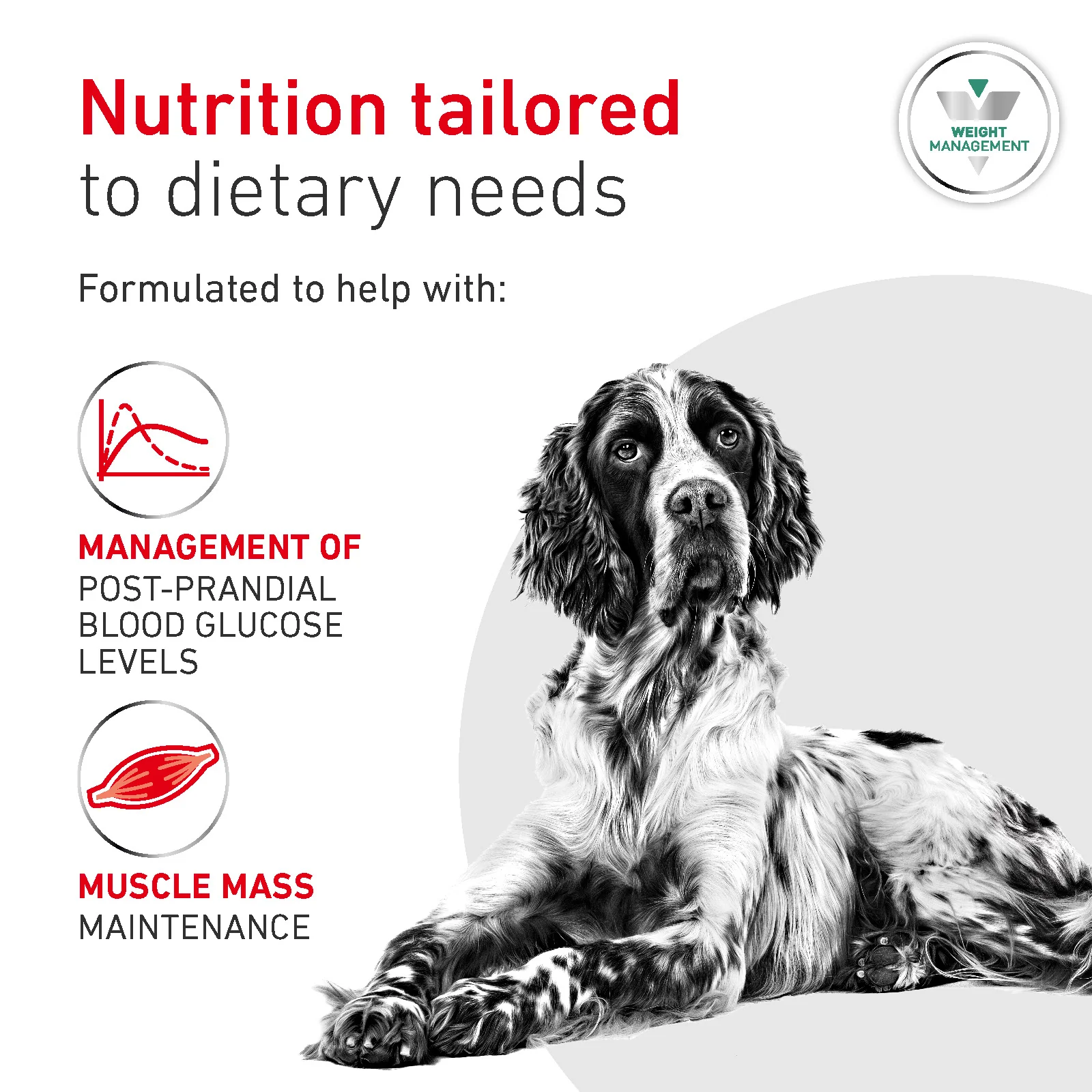 Royal Canin Glycobalance Adult Wet Dog Food - Image 4
