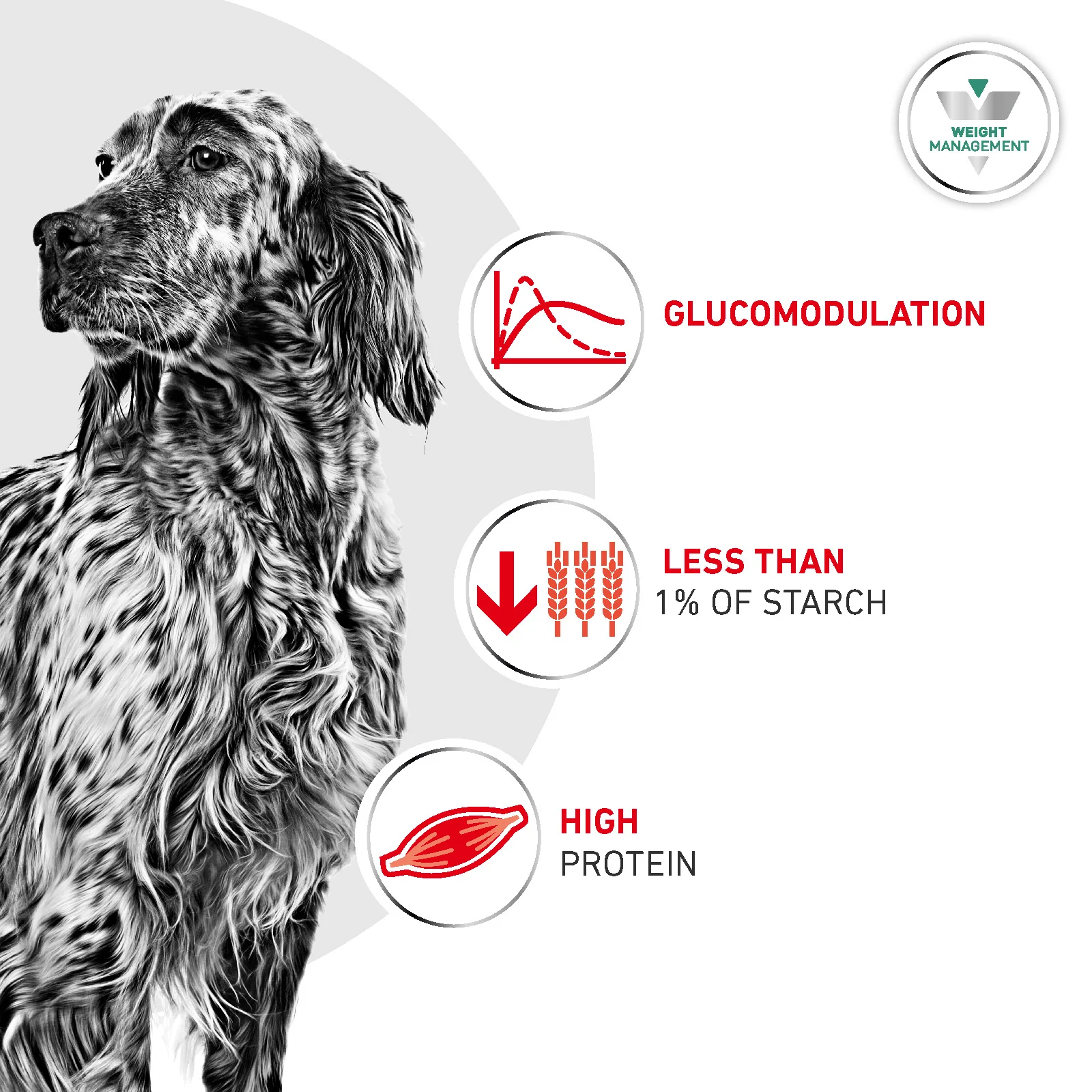 Royal Canin Glycobalance Adult Wet Dog Food - Image 5
