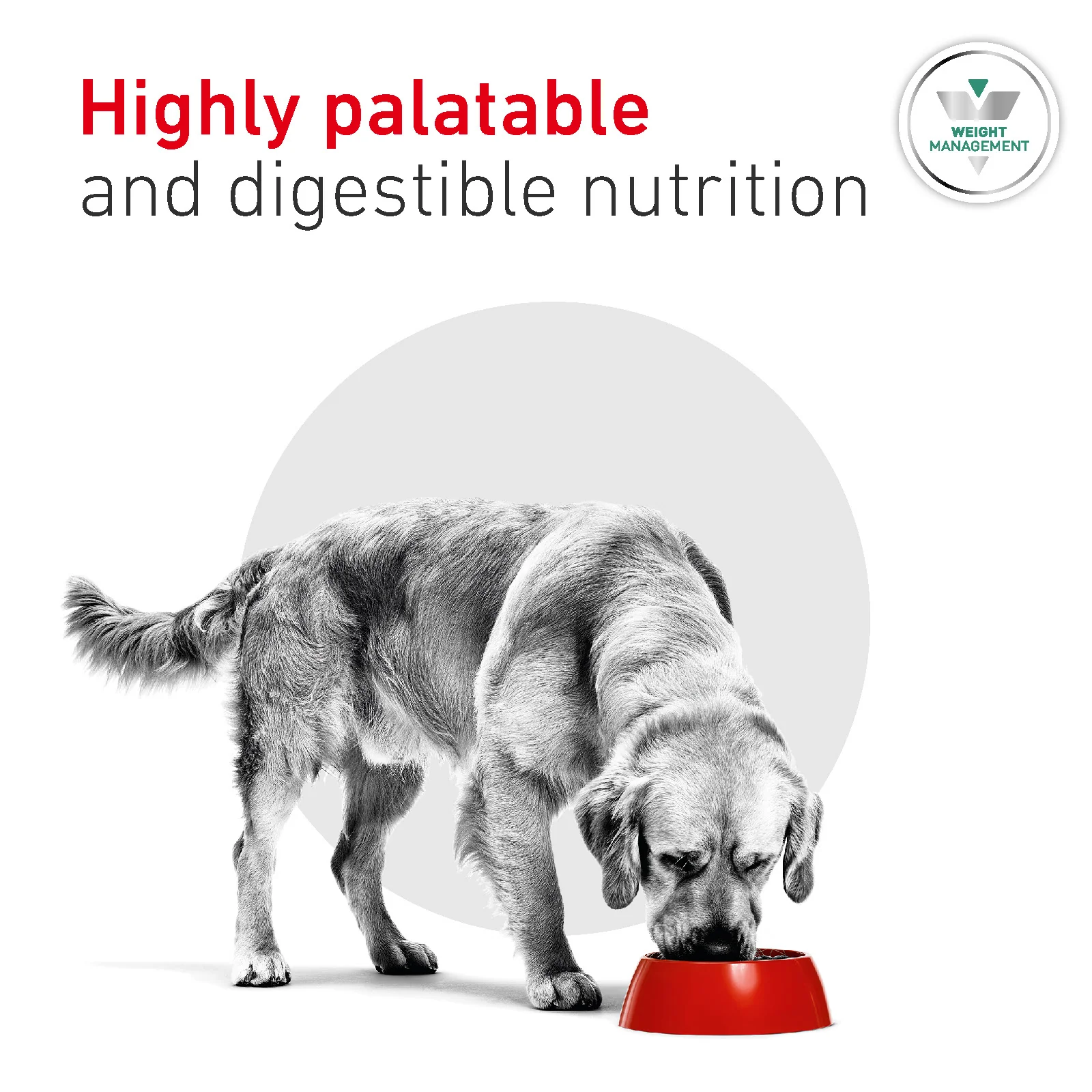 Royal Canin Glycobalance Adult Wet Dog Food - Image 6