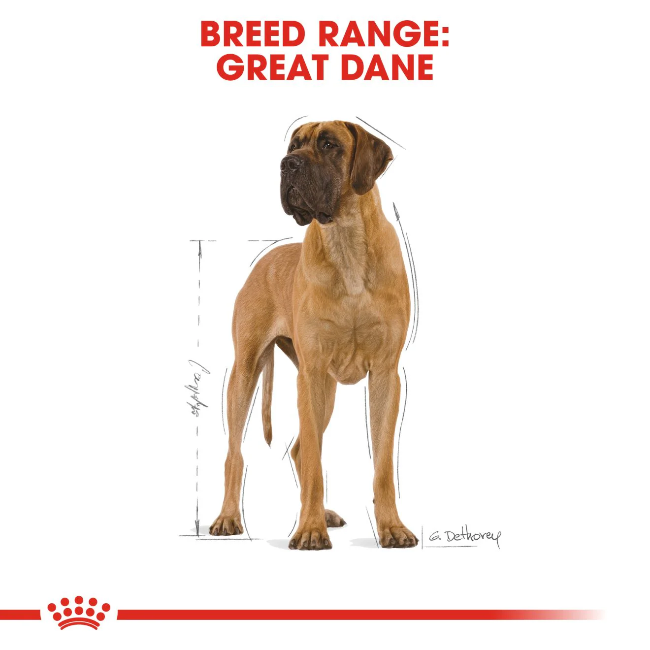 Royal Canin Great Dane Adult Dry Dog Food - 12kg - Image 3