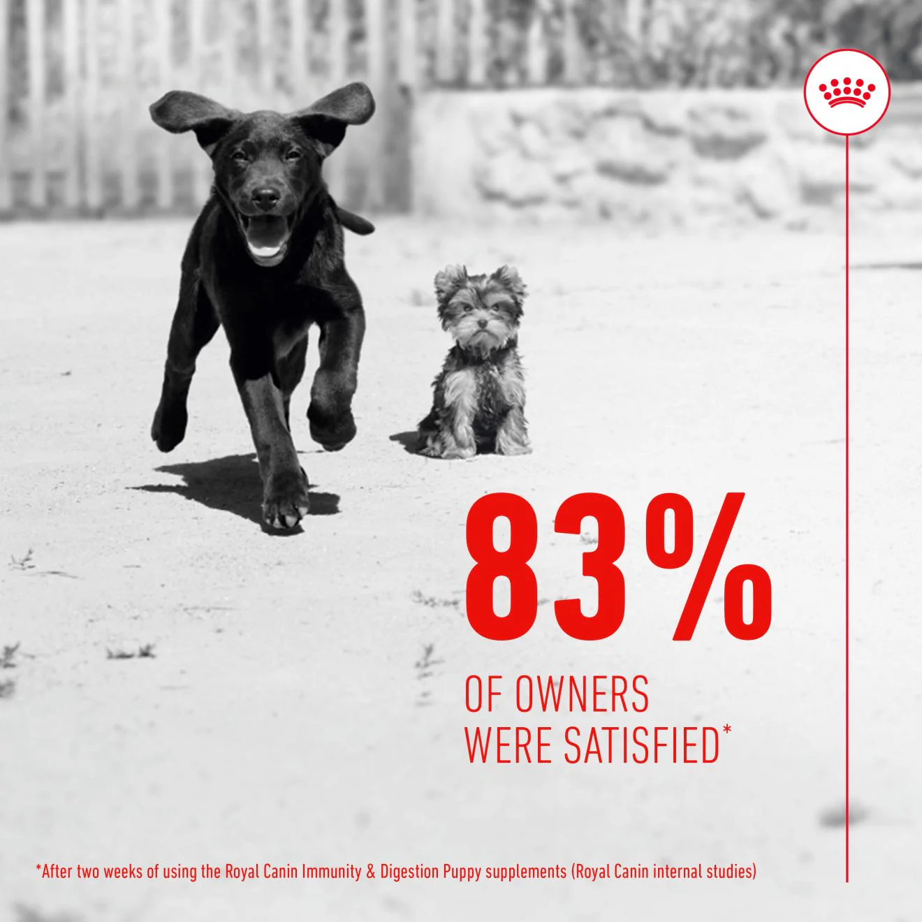 Royal Canin Immunity & Digestion Soft Chews Puppy Supplements - Image 3