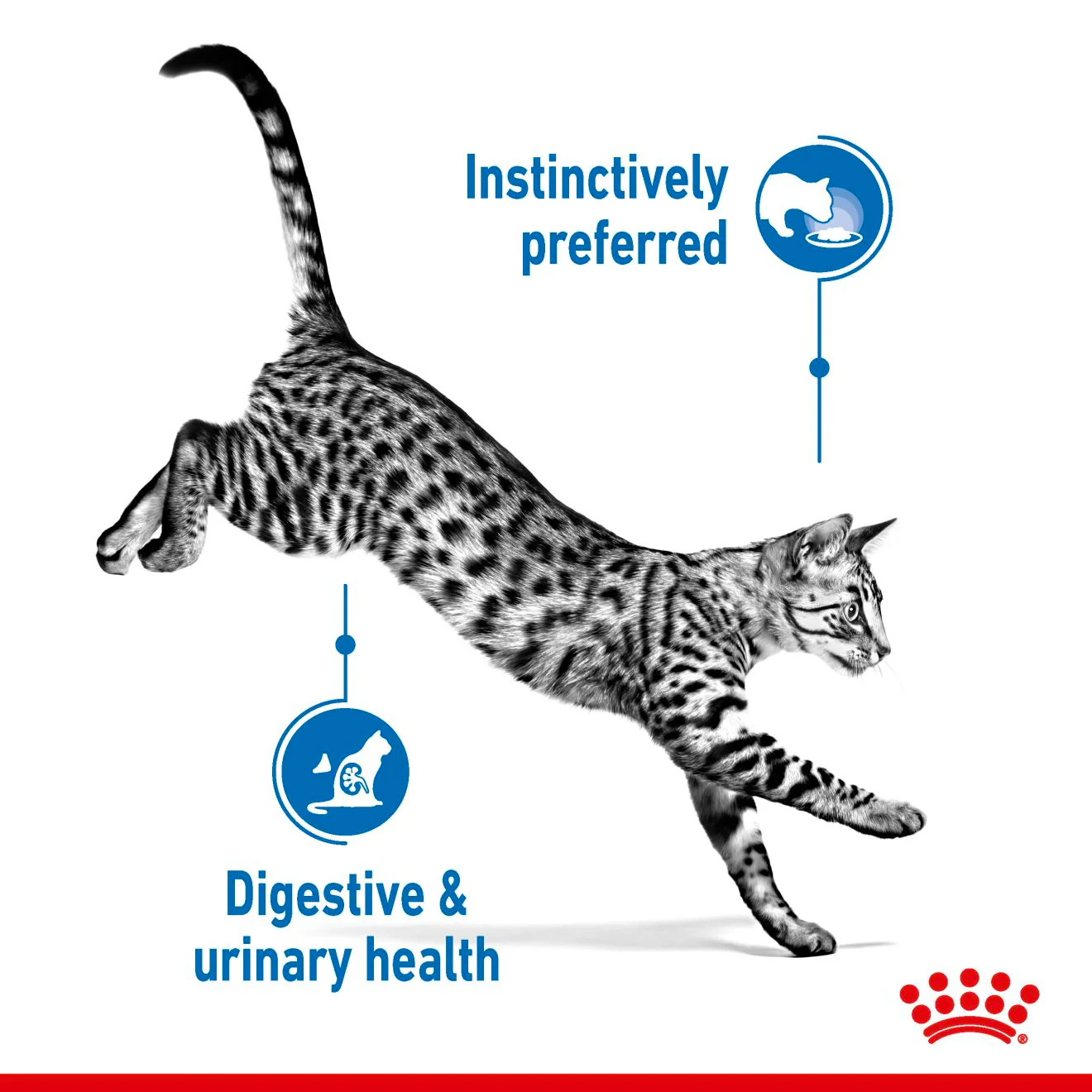 Royal Canin Indoor Adult Sterilised Cat Wet Food - Jelly - Image 3